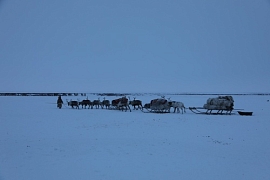 Экспедиция на Ямал: изучение опыта работы ненецких оленеводов с туристами