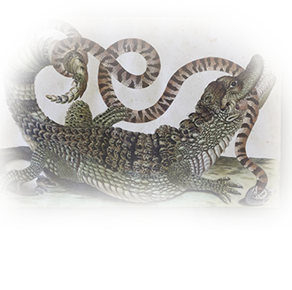 Мария Сибилла Мериан