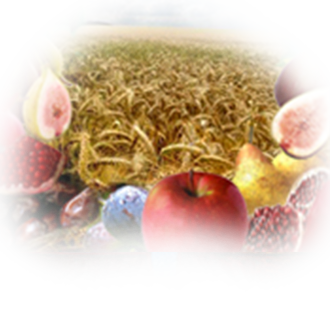 Праздник ТУ биШват