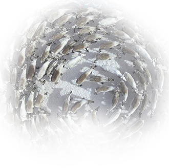 Авторская экскурсия от директора МАЭ (Кунсткамера) РАН (ПМЭФ-2019)